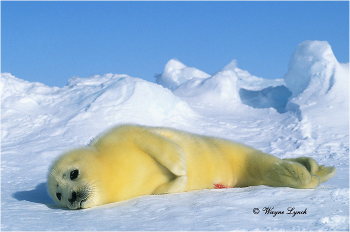 Harp Seal Pup 109 by Dr. Wayne Lynch &copy;